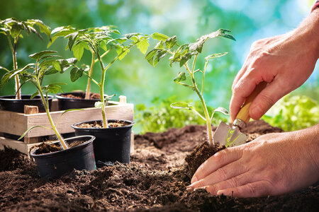 Samplantning i drivhus: Hvilke planter gror godt sammen?