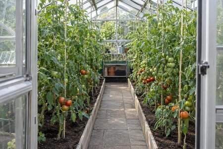 Hvor mange tomatplanter kan der være i et drivhus?