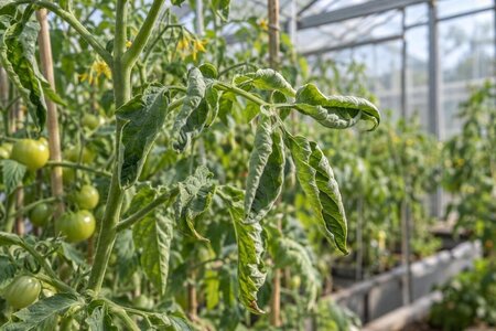Krøllede tomatblade i drivhuset: stress eller sygdom?