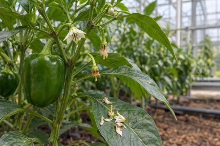 Hvorfor mister peberfrugt blomster i drivhuset?