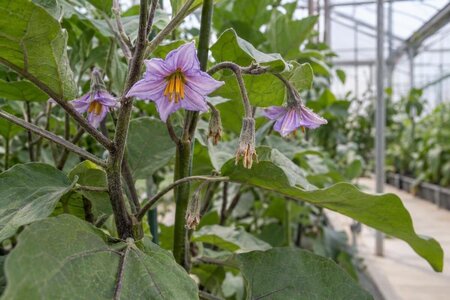 Auberginer blomstrer, men sætter ikke frugt