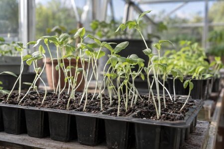 Hvorfor bliver kimplanter lange og tynde?