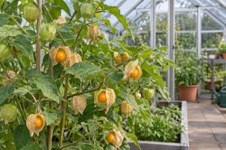Sådan lykkes du med ananaskirsebær i drivhus