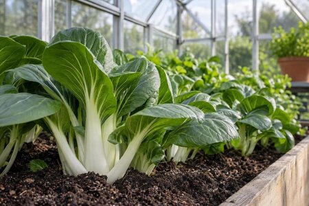 Pak choi i drivhus: dyrk i de kølige perioder