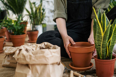 De bedste nemme planter til dit drivhus – planter, der trives med minimal pleje
