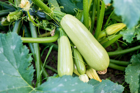 Sådan dyrker du courgetter i drivhus