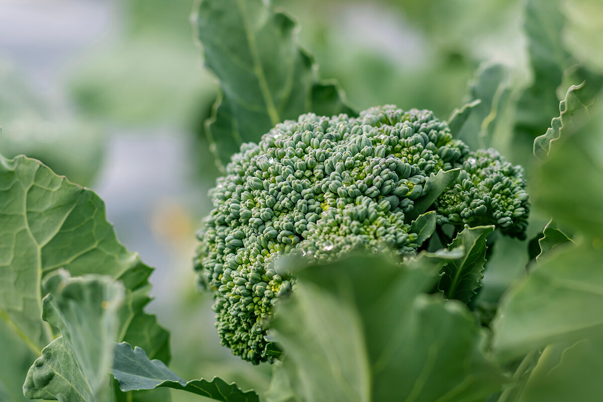 Sådan dyrker du broccoli i drivhus