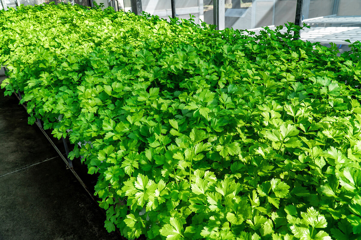 Sådan dyrker du koriander / cilantro i drivhuset