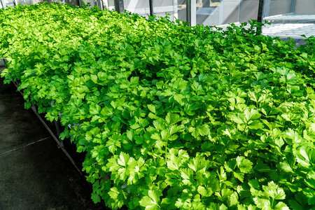 Sådan dyrker du koriander / cilantro i drivhuset
