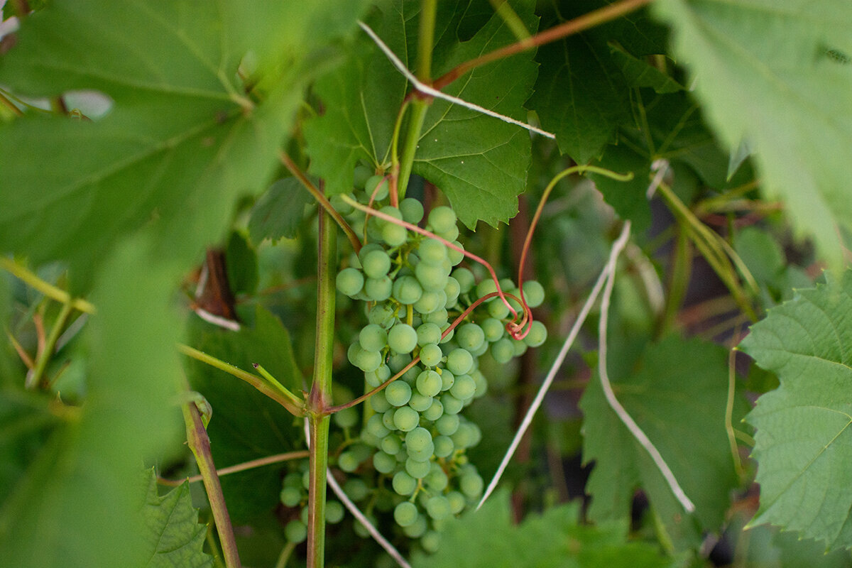 Sådan dyrker du vindruer i et drivhus