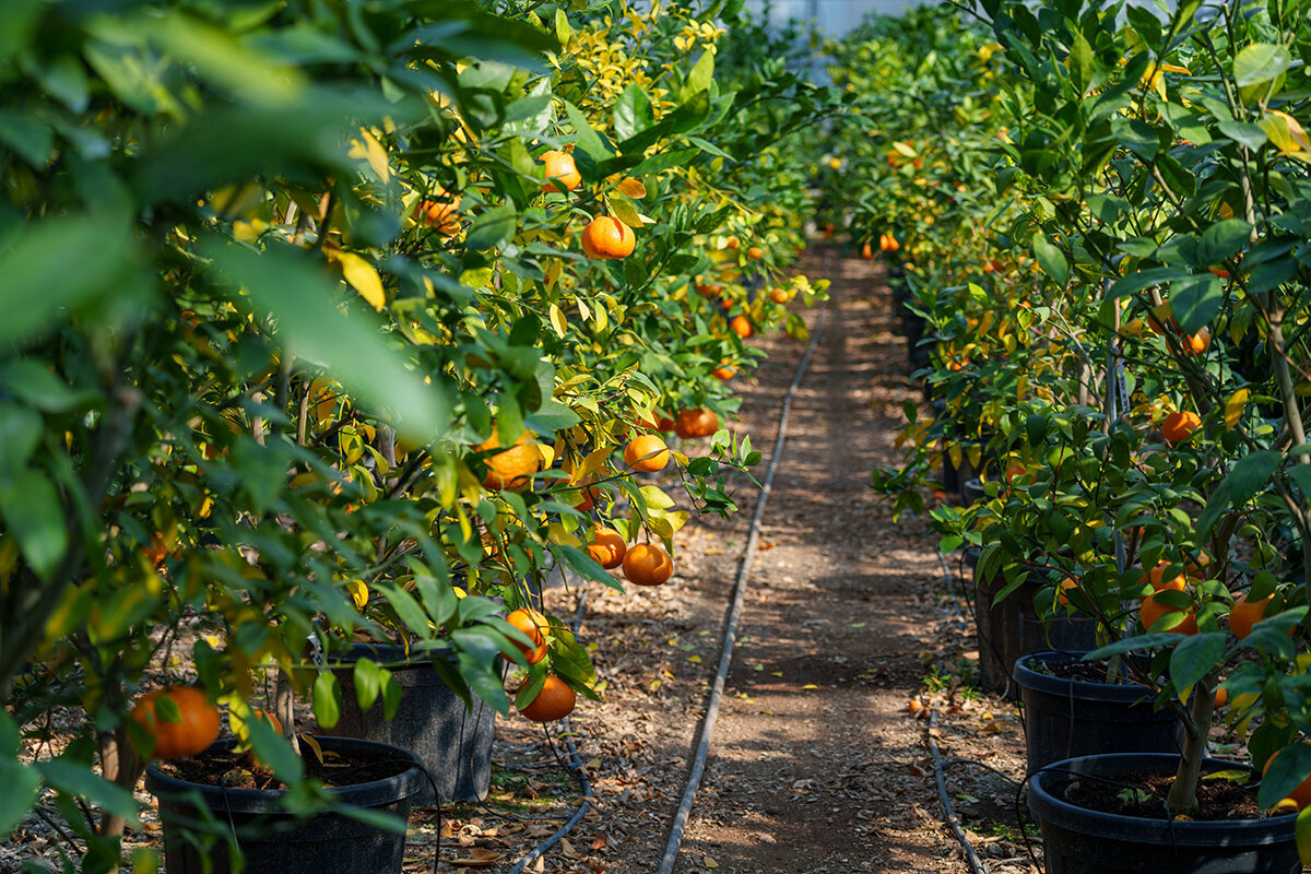 Sådan dyrker du citrontræer og citrus i drivhuset