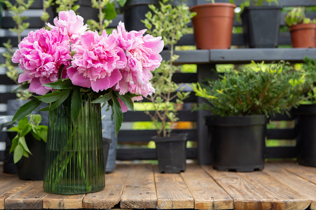 Sådan dyrker du snitblomster i drivhus